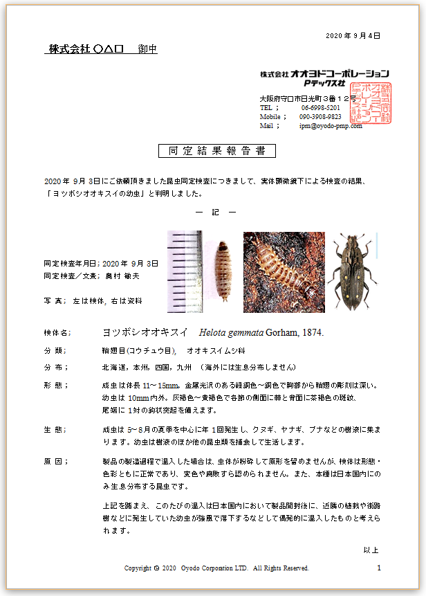 昆虫同定報告書