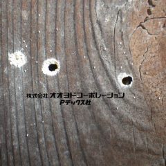 虫孔を診て種類を特定する方法