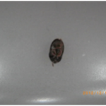 ヒメカツオブシムシ成虫