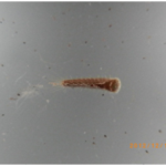 ヒメカツオブシムシ幼虫