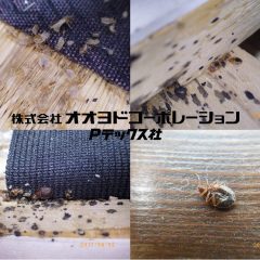 トコジラミ対策｜発生原因と予防、吸血回避と殺虫剤に頼らない根絶方法