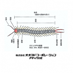 【画像あり】簡便な管理を可能とするオオムカデ目の飼育法の開発