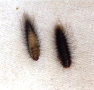 ハラジロカツオブシムシの幼虫