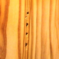 ハラジロカツオブシムシの幼虫穿孔痕2