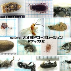 一般住宅で発見される昆虫類について (木材保存 Vol. 38(2012) No. 3)