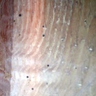 ムネアカホソツツシンクイの虫孔