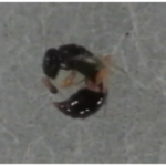 キアシアリガタバチ