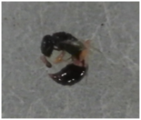 家屋害虫調査と虫害診断を行い、不明昆虫を特定したマンションの事例