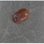 タバコシバンムシ