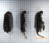 害虫調査と虫害診断で見つかった屋内で発生した変な虫について