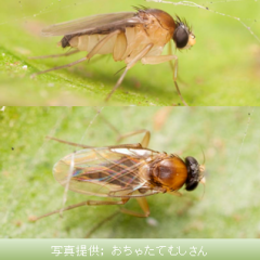 コバエの発生源と対策 害虫 害鳥獣を安全に対策します 株式会社 オオヨドコーポレーション ｐテックス社