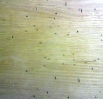 カシノナガキクイムシの虫孔
