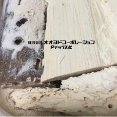 住宅に発生するキクイムシについて｜総称と分類および和名のキクイムシとは？