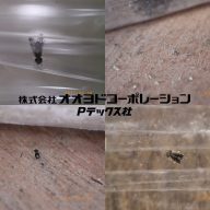 屋内性チャタテムシ 重要10種の発生原因と効果的な対策について