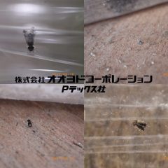 屋内性チャタテムシ 重要10種の発生原因と効果的な対策について
