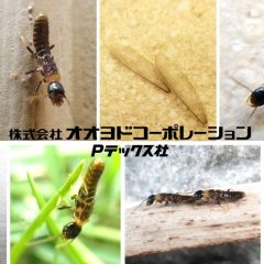 ヤマトシロアリの羽アリの特徴を覚えて探してみよう！