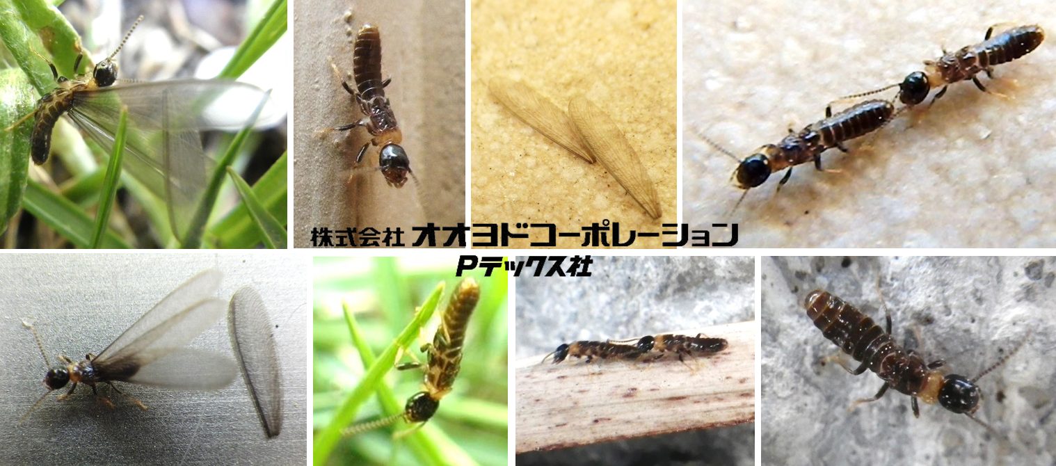 ヤマトシロアリの羽アリ探し | 害虫・害鳥獣を安全に対策します ...