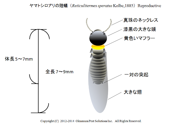 ヤマトシロアリの羽アリ探し 害虫 害鳥獣を安全に対策します 株式会社 オオヨドコーポレーション ｐテックス社