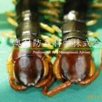 トビズムカデ雌雄