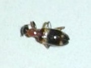 ヨツモンチビカッコウムシ