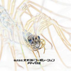 【画像なし】ゲジゲジの知られざる生態と対策について