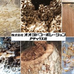シロアリ対策は早期発見して駆除するよりも【予防】が大切です。