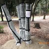 カシノナガキクイムシの予防