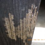 アシナガバチの剥皮痕