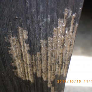 写真 虫害診断