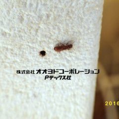 ヒラタキクイムシ被害に関する解決策のＱ＆Ａ｜株式会社オオヨドコーポレーション