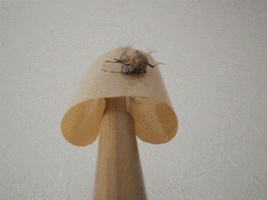 テープでカメムシの背中を覆う