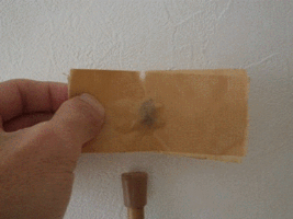 テープでカメムシの背中を覆う