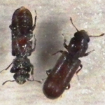 ヒラタキクイムシ