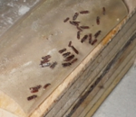 天井裏で捕殺されたヒラタキクイムシ