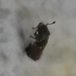 クロスを突き破って脱出するヒラタキクイムシ