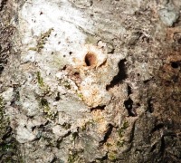 カシノナガキクイムシのマスアタック