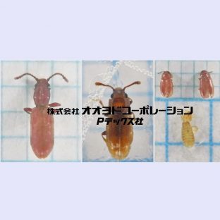 新築,リフォーム後に発生するヒメマキムシ，ホソヒラタムシ駆除と日常対策