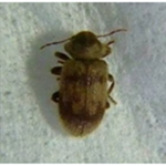 ケブカシバンムシ成虫