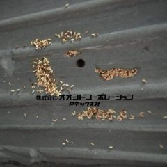 文化財の害虫と対策について