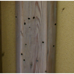 ケブカシバンムシ虫孔