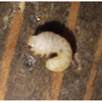 ケブカシバンムシ幼虫