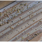 ケブカシバンムシ虫糞