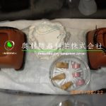 トビズムカデの多頭飼育