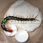 トビズムカデの単独飼育